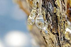 Φάρμακο και επίσημα η μαστίχα Χίου!