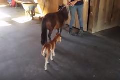 Το άλογο αυτό μπορεί να είναι μικροσκοπικό αλλά άμα σας πάρει στο κυνήγι δεν γλιτώνετε με τίποτα [photo+video]