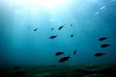 Φωτογραφίες: O μαγευτικός βυθός της Σαλαμίνας