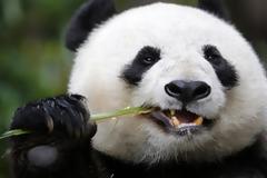 Σπάνιο γιγαντιαίο πάντα δείχνει σημάδια εγκυμοσύνης