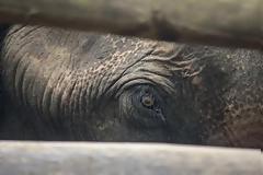 Σοκαριστικές εικόνες από το βασανισμό ελεφάντων στην Ινδία