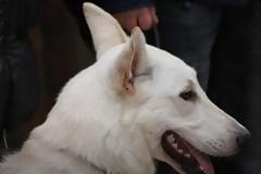 'Οταν ένας σκύλος γίνεται 