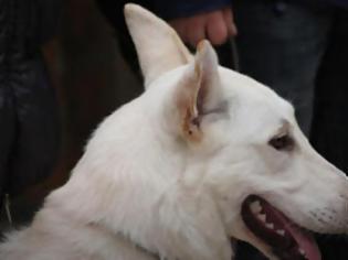 Φωτογραφία για 'Οταν ένας σκύλος γίνεται πρεσβευτής του τουρισμού της Θεσσαλονίκης στη ρωσική τηλεόραση...