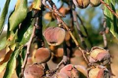 Η πιο δυνατή αντικαρκινική ουσία της γης: Β17 η οποία βρίσκεται στα …