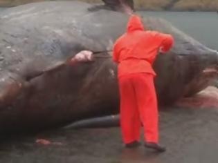 Φωτογραφία για ΕΚΠΛΗΚΤΙΚΟ βίντεο: Σκάλιζε το κουφάρι μιας νεκρής φάλαινας και ξαφνικά συνέβη κάτι…ΑΠΙΣΤΕΥΤΟ
