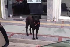 Αμαλιάδα: Έδεσαν σκύλο σε κολώνα και τον παράτησαν