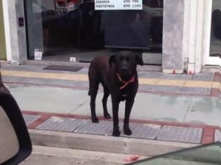 Φωτογραφία για Αμαλιάδα: Έδεσαν σκύλο σε κολώνα και τον παράτησαν