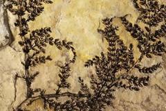 Βρέθηκε το αρχαιότερο λουλούδι στη Γη...