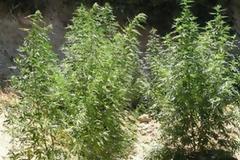 ΝΑΞΟΣ: Πότιζε το μποστάνι του ανέμελος - Όμως στους αστυνομικούς φάνηκε κάτι 