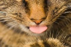 Γιατί οι γάτες είναι τόσο εκλεκτικές με το φαγητό τους