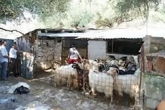 Όταν οι Αστυνομικοί πήγαν στον στάβλο δεν πίστευαν στα μάτια τους...