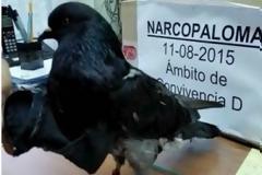 ΑΠΙΣΤΕΥΤΟ: Συνελήφθη περιστέρι ως...