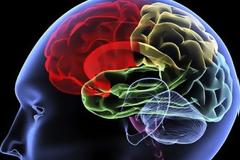 Είναι γεγονός - Δημιουργήθηκε ο πρώτος ανθρώπινος εγκέφαλος εργαστηρίου