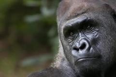 Οι πίθηκοι βρίσκονται απροσδόκητα πιο κοντά στην ανάπτυξη ικανότητας ομιλίας