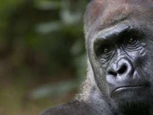 Φωτογραφία για Οι πίθηκοι βρίσκονται απροσδόκητα πιο κοντά στην ανάπτυξη ικανότητας ομιλίας