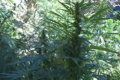 ΡΕΘΥΜΝΟ: Τεράστια επιχείρηση - Ξερίζωσαν 17 φυτείες στον Μυλοπόταμο [photos]