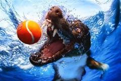 Τα σαγόνια εν δράσει [photos]