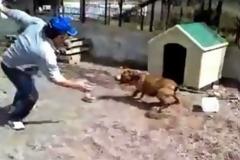 Κοροϊδεύει το πιτ-μπουλ, αλλά μόλις σπάει η αλυσίδα....[video]