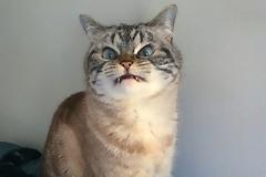 ΔΕΙΤΕ τη Λόκι: H γάτα - βαμπίρ [photos]