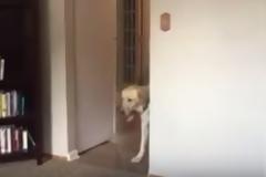 Ο φόβος που έχει αυτός ο σκύλος είναι η χαρά κάθε νοικοκυράς... [video]