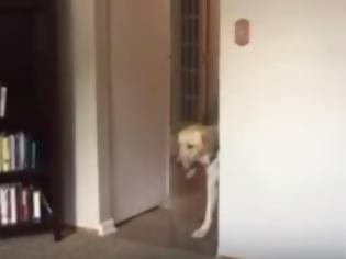 Φωτογραφία για Ο φόβος που έχει αυτός ο σκύλος είναι η χαρά κάθε νοικοκυράς... [video]
