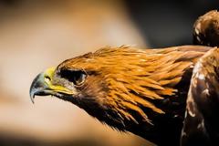 ΑΠΙΣΤΕΥΤΟ: Τραυματισμένος γυπαετός 