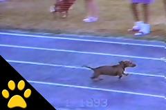 Αυτός είναι ο πιο... μαφιόζος σκύλος όλων των εποχών [video]