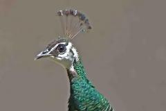 Το πανέμορφο παγώνι στην πόλη του Ναυπλίου