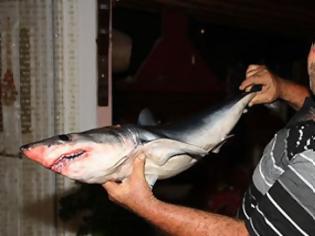 Φωτογραφία για Μικρός καρχαρίας πιάστηκε στα δίχτυα ψαρά στις Νηές [video]
