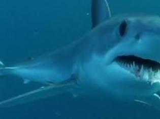 Φωτογραφία για Θανατώθηκαν περισσότεροι από 600 καρχαρίες στην Αυστραλία