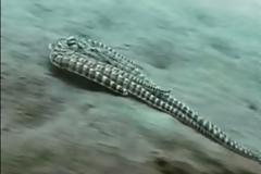 ΑΠΙΣΤΕΥΤΟ: ΔΕΙΤΕ το χταπόδι που μεταμορφώνεται σε ψάρι για να επιβιώσει... [video]