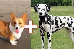 Αυτά είναι τα αποτελέσματα 10 ασυνήθιστων διασταυρώσεων σκύλων... [photos]