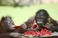 Όταν τα ζωάκια αναζητούν τη δροσιά... [photos]