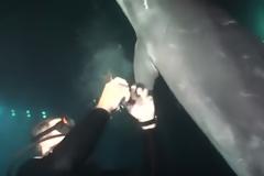 Ένα τραυματισμένο δελφίνι πλησίασε έναν δύτη για βοήθεια - Η συνέχεια συγκλονιστική... [video]