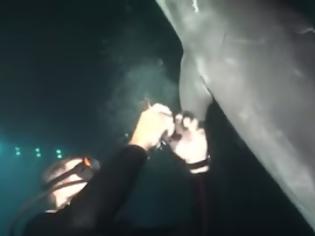 Φωτογραφία για Ένα τραυματισμένο δελφίνι πλησίασε έναν δύτη για βοήθεια - Η συνέχεια συγκλονιστική... [video]