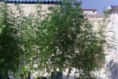 Χειροπέδες σε καταζητούμενο για μεγάλη χασισοφυτεία