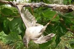 Ολοκαύτωμα για τα πουλιά στη Μεσόγειο