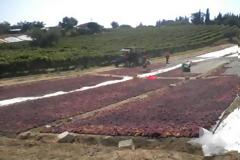 Ηλεία: Φόβοι ότι θα πέσει χαμηλά η τιμή της σταφίδας