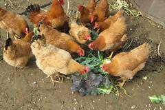 Επική κλοπή στην Ξάνθη – Πήδηξε περίφραξη, έσφαξε μια κότα και...