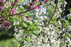 ΑΠΙΣΤΕΥΤΟ: Δέντρο βγάζει πάνω από 40 διαφορετικά φρούτα [video]