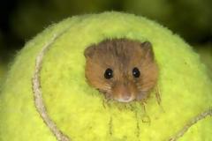 Που καταλήγουν τα μπαλάκια τένις του Γουίμπλεντον;