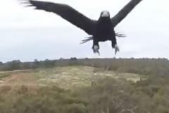 Αετός επιτίθεται σε drone - Δείτε ποιός νικά στο τέλος [video]