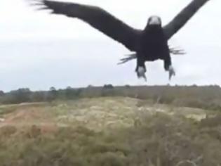 Φωτογραφία για Αετός επιτίθεται σε drone - Δείτε ποιός νικά στο τέλος [video]