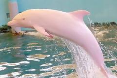 To σπάνιο ροζ δελφίνι φυλακισμένο σε ενυδρείο της Ιαπωνίας [photos]