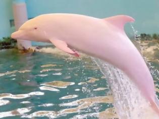 Φωτογραφία για To σπάνιο ροζ δελφίνι φυλακισμένο σε ενυδρείο της Ιαπωνίας [photos]