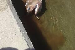 Κρήτη: Καρχαρίας περίπου 3 μέτρων πιάστηκε στα νότια [photos]