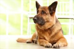 Οι σκύλοι εξελίχθηκαν με την κλιματική αλλαγή