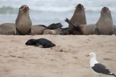 Αδίστακτοι γλάροι τρώνε τα μάτια από νεογέννητες φώκιες
