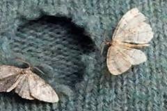 Εξοντώστε το σκόρο με φυσικό τρόπο!