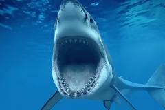 Απίστευτη ψαριά: Καρχαρία έπιασαν ψαράδες στην Κρήτη [photos]